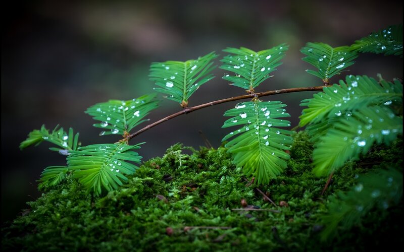 Moss-covered Branch with Dew