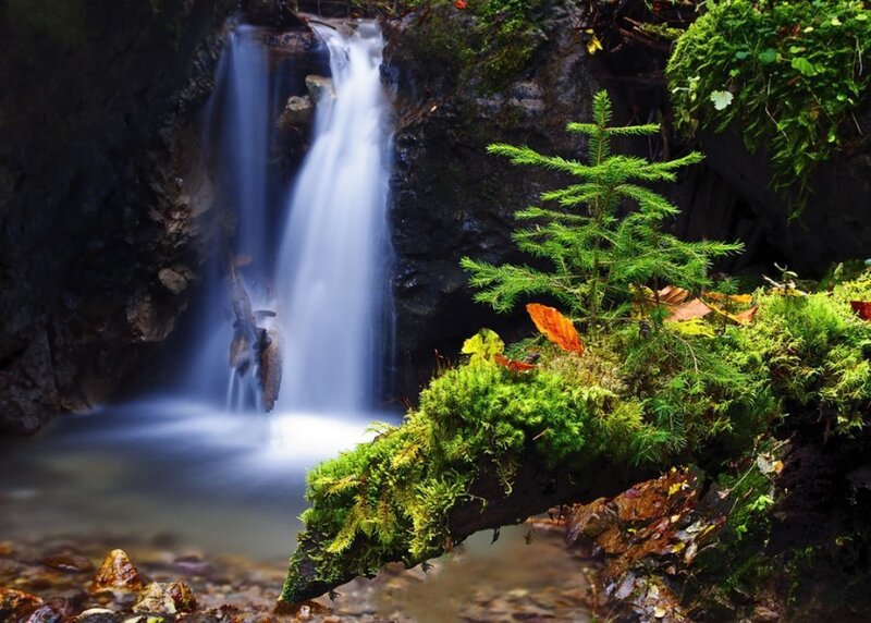 Moss-covered Branch with Waterfall
