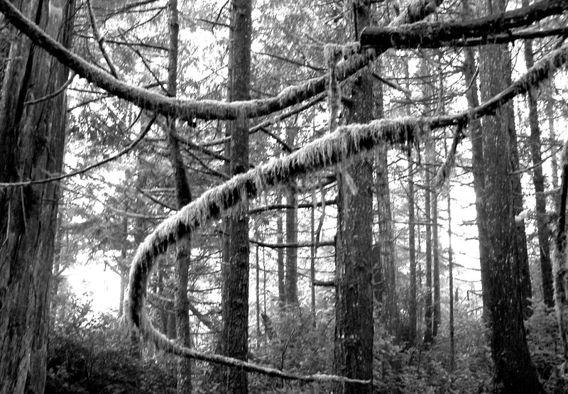 Moss-covered Branches — Black