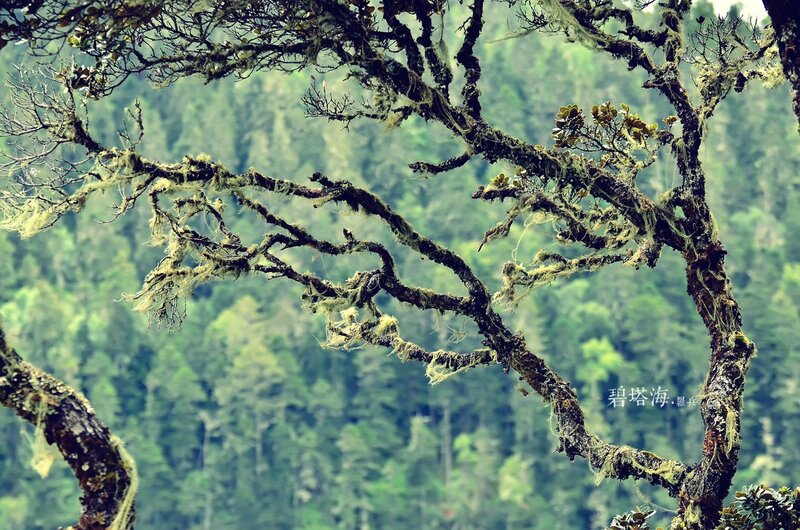Moss-covered branches in a forest