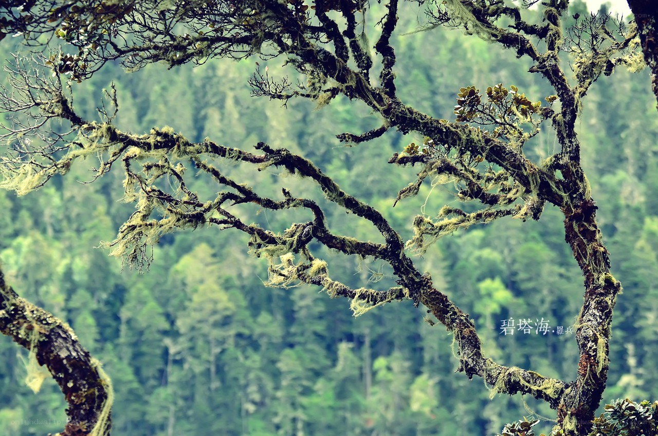 Moss-covered branches in a forest