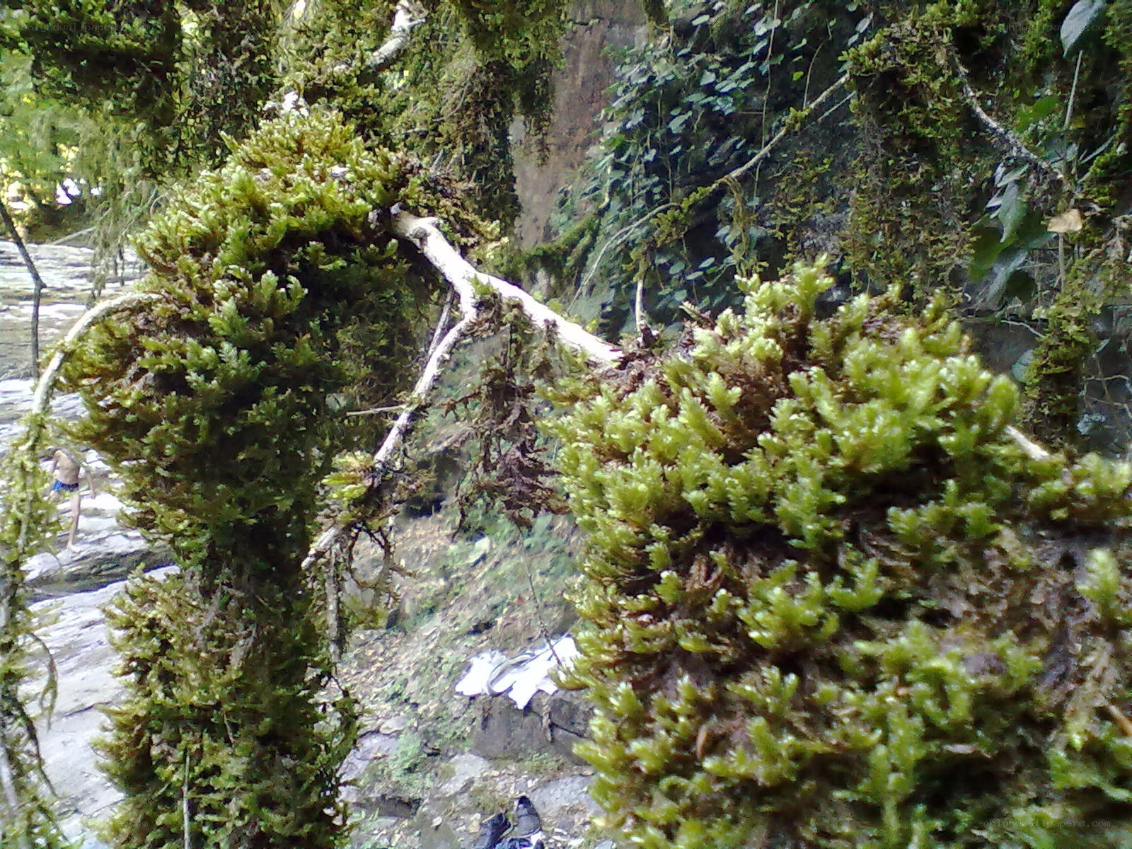 moss-covered branches in forest