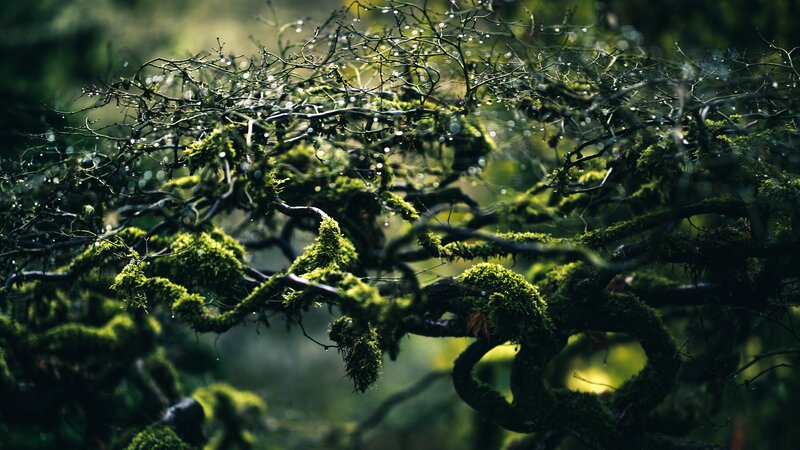Moss-covered branches in forest