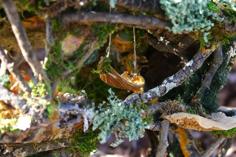 Moss-covered Branches