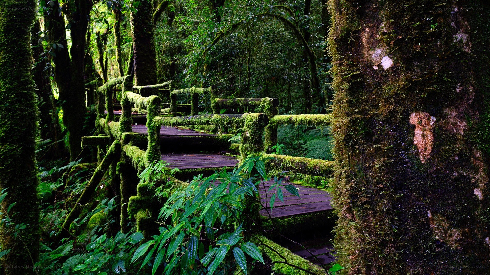 Moss-covered bridge in a lush forest