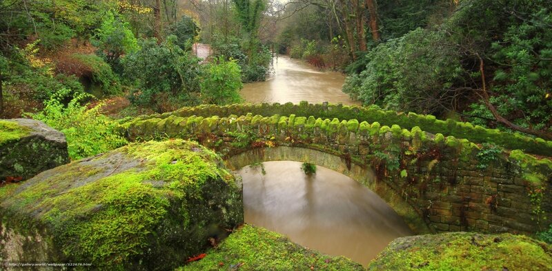 Moss-covered bridge over river