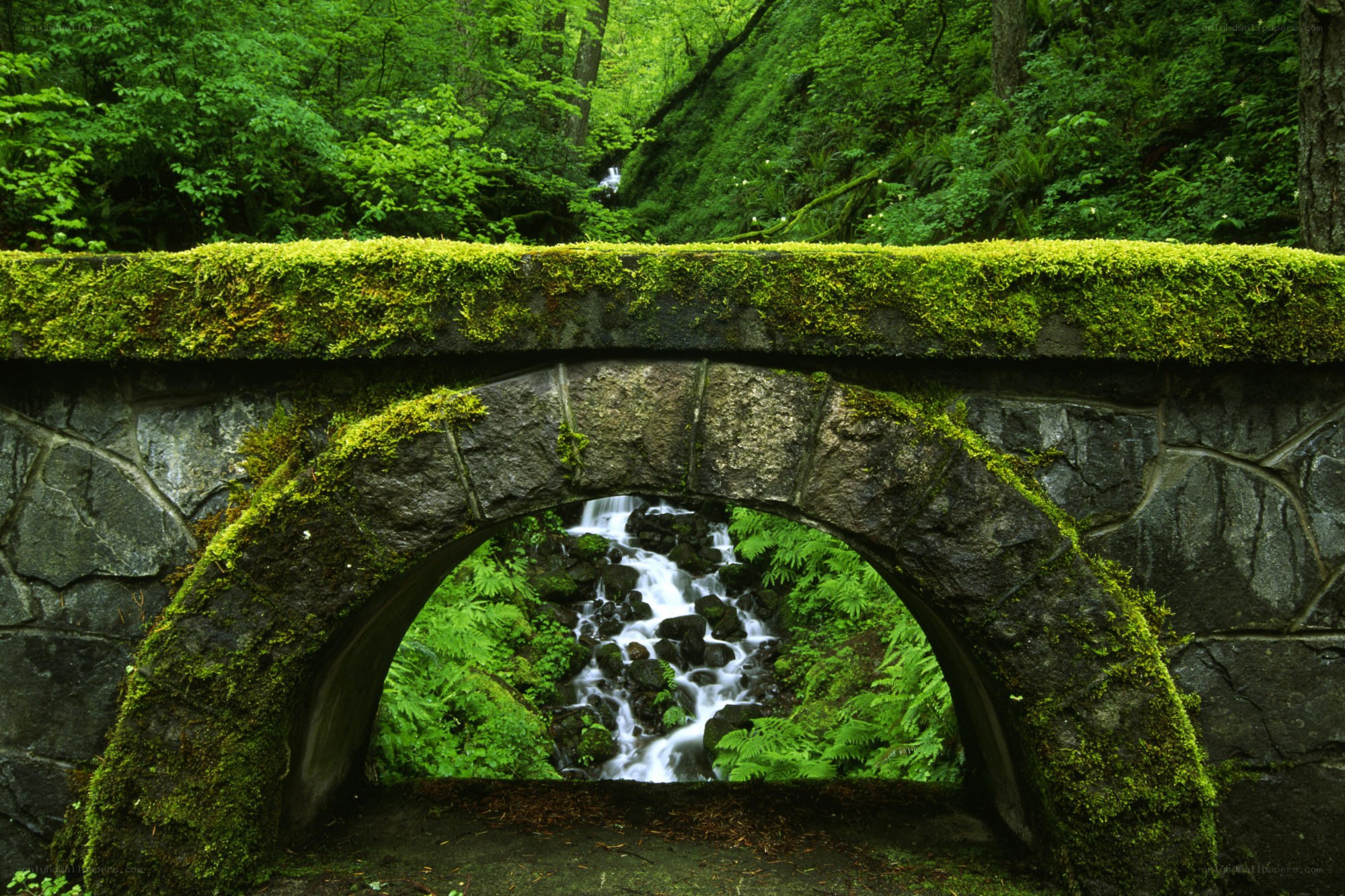 Moss-covered bridge over stream