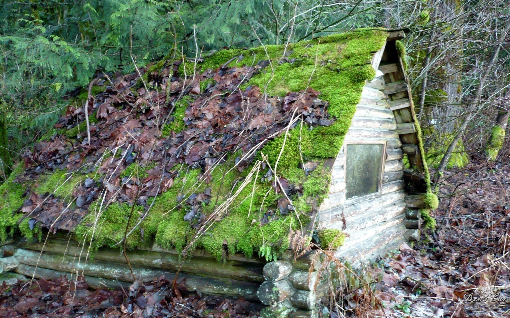 Moss-covered cabin in forest
