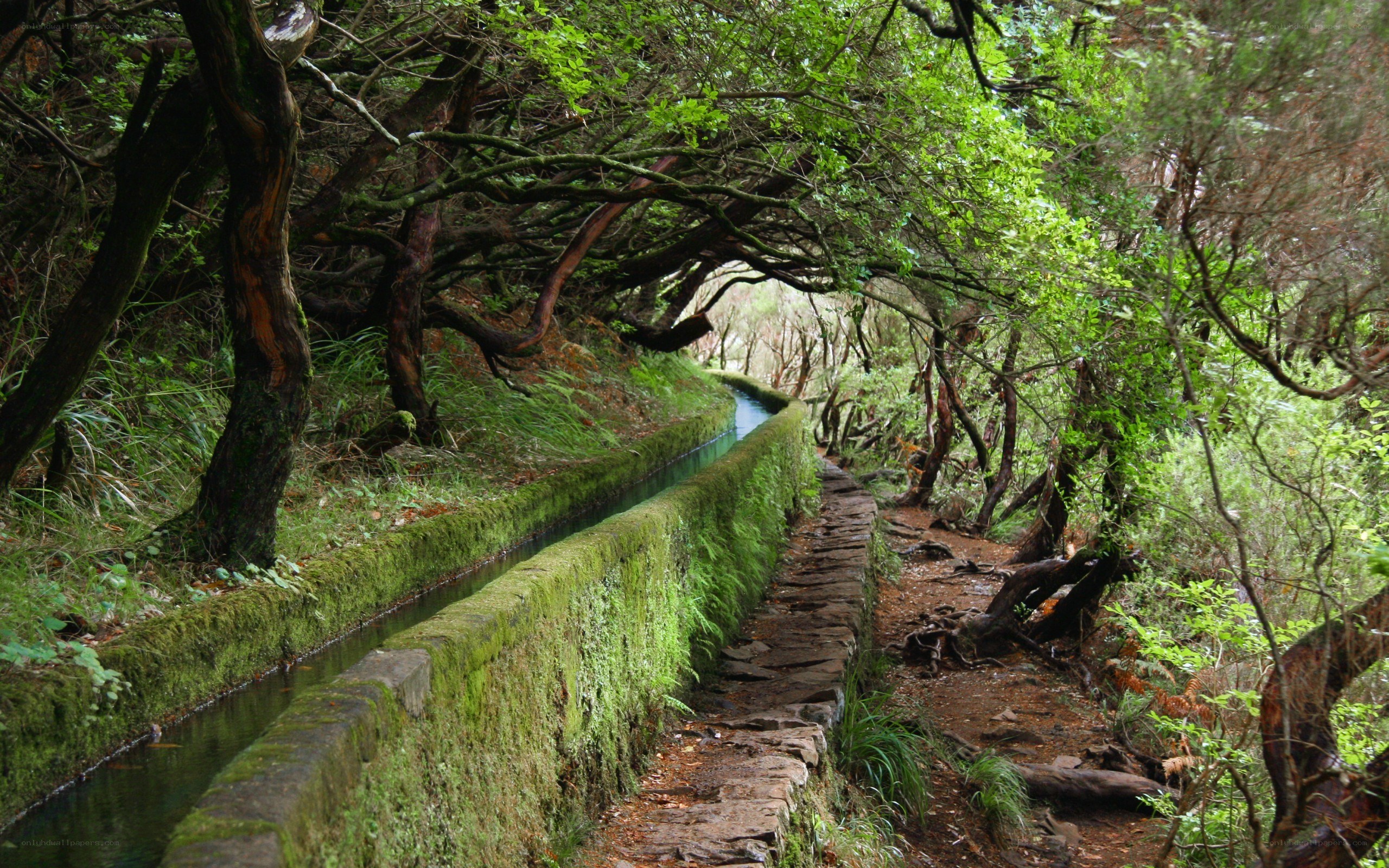 Moss-covered canal in forest