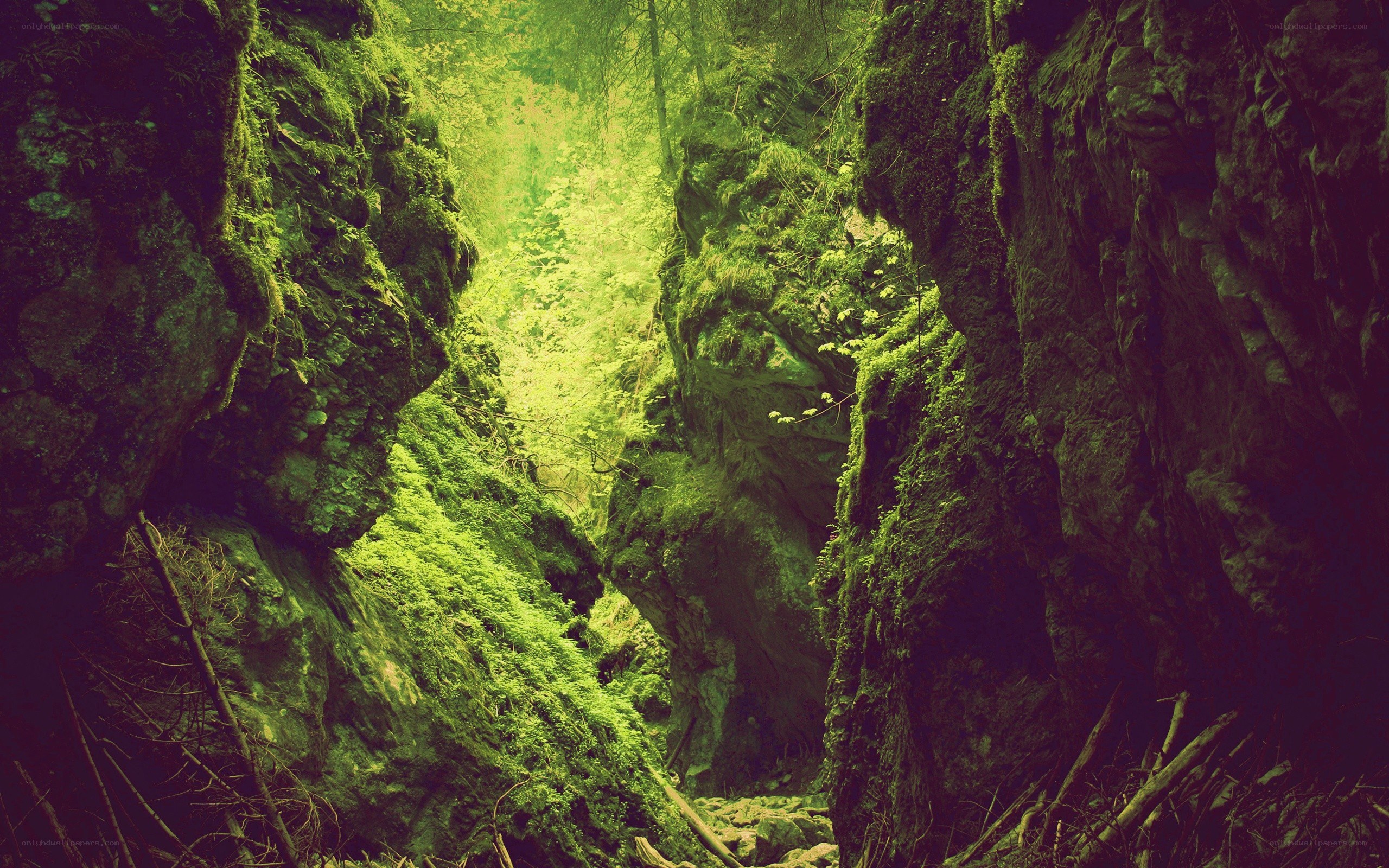 Moss-covered canyon in forest