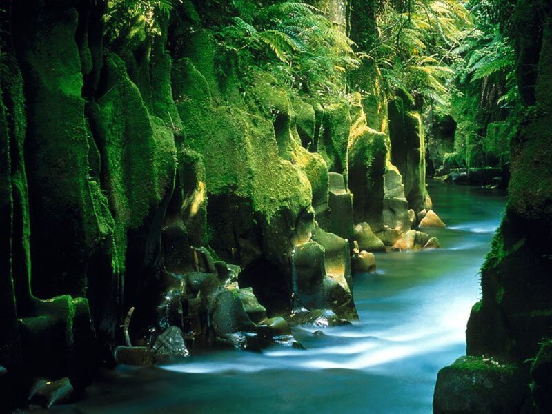 Moss-covered canyon stream