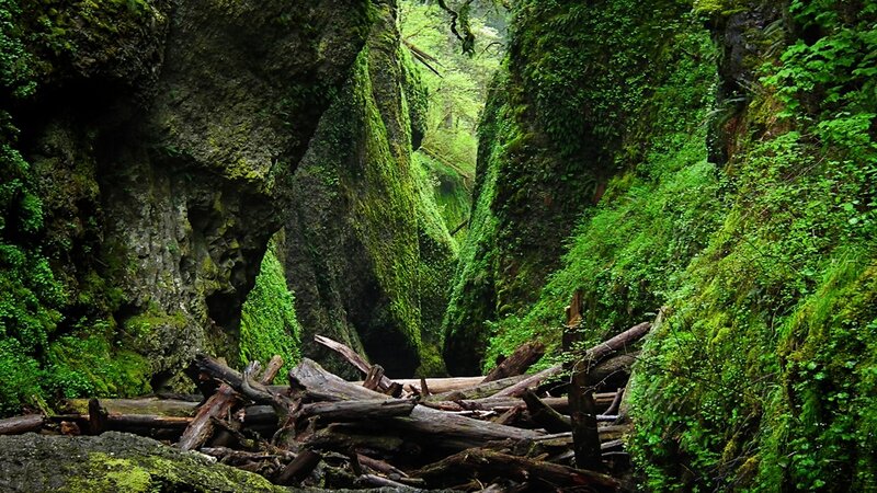 Moss-covered canyon with fallen logs