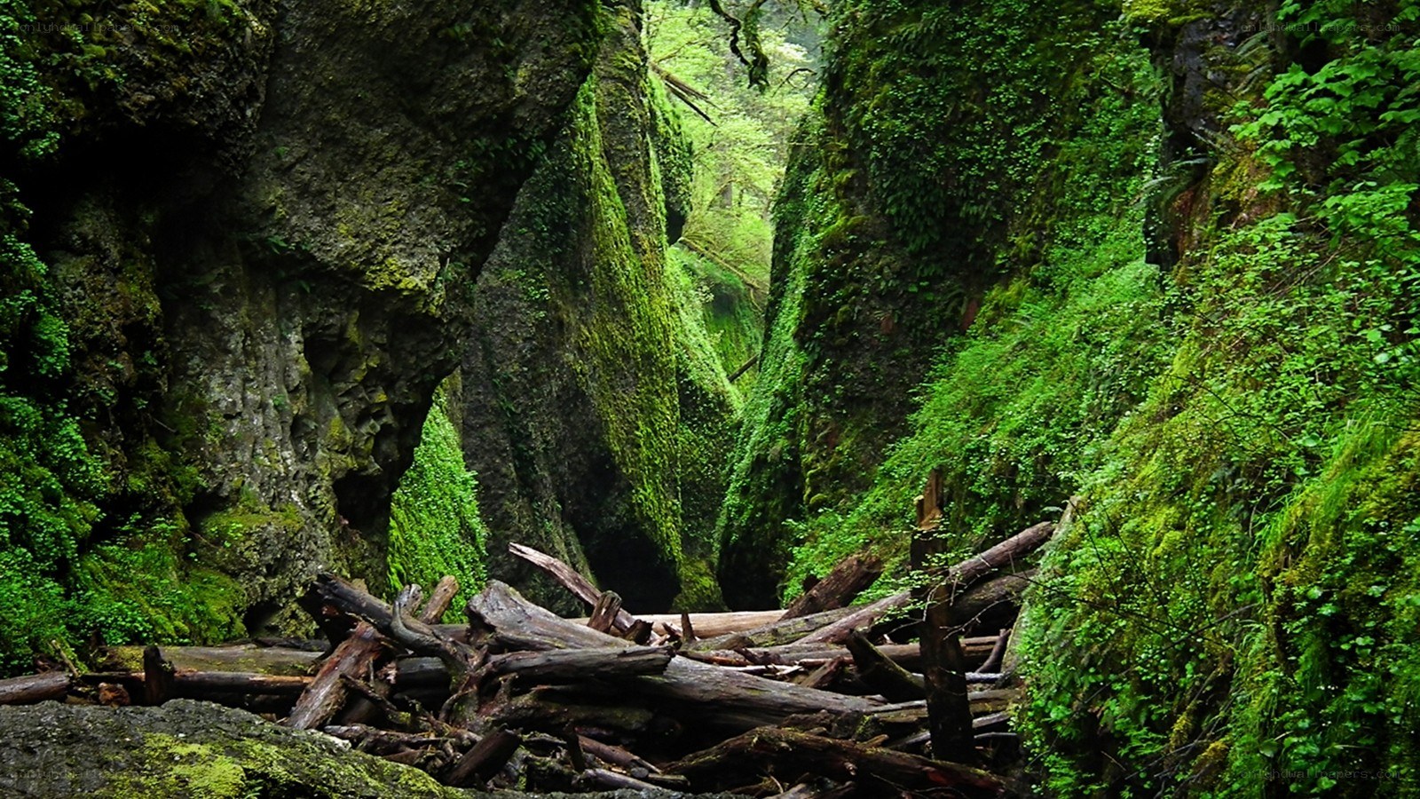 Moss-covered canyon with fallen logs