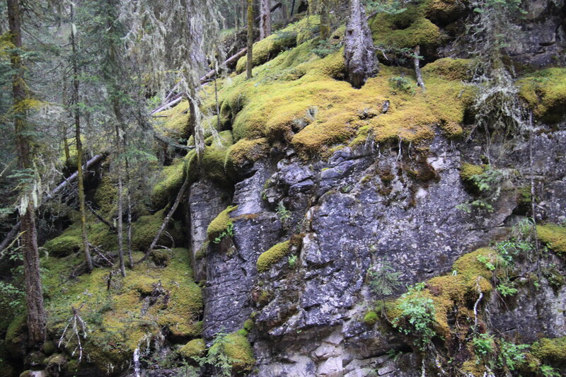Moss-covered Cliff Face