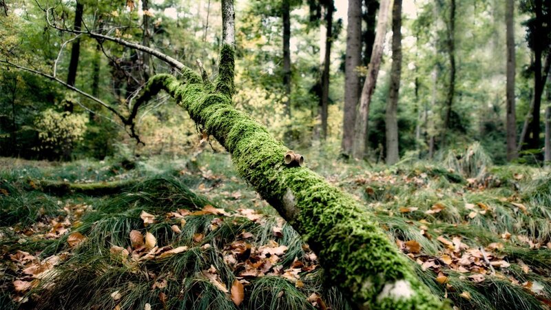 Moss-covered Fallen Branch — Green