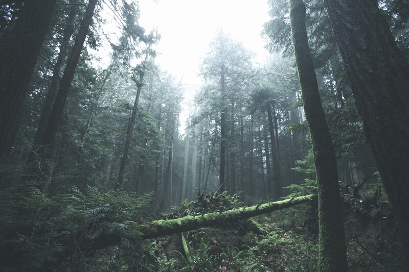 Moss-covered Fallen Log — Green