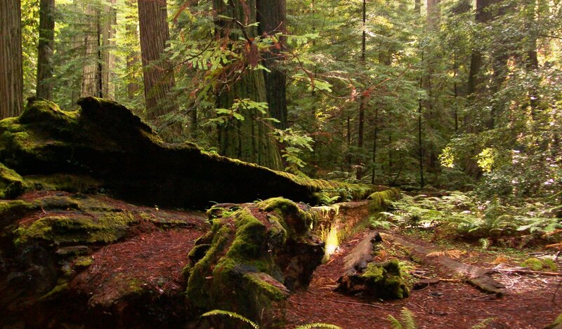 Moss-covered Fallen Log