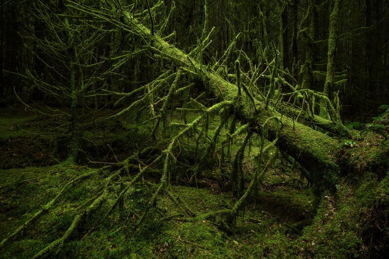 Moss-covered Fallen Tree — Green, Dark
