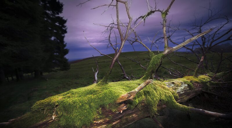 Moss-covered Fallen Tree — Green, Dramatic