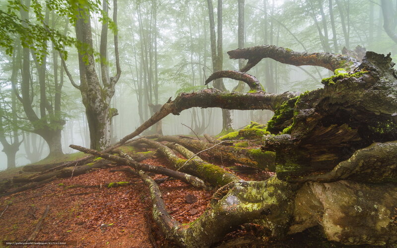 Moss-covered Fallen Tree — Green, Misty