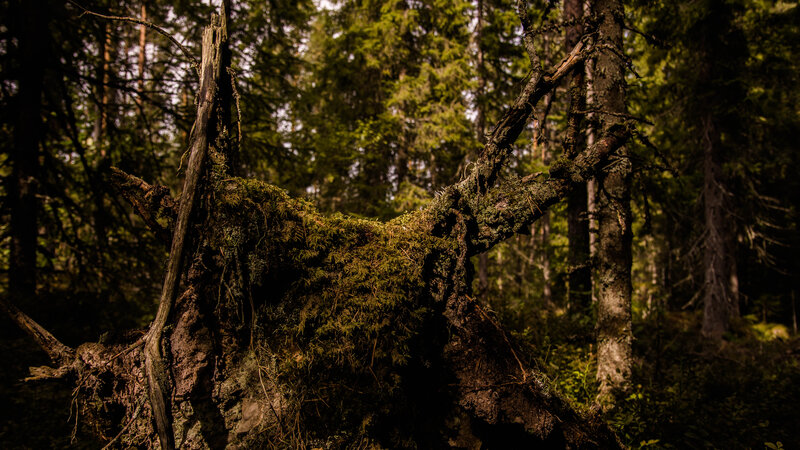 Moss-covered Fallen Tree — Green, Serene, Afternoon