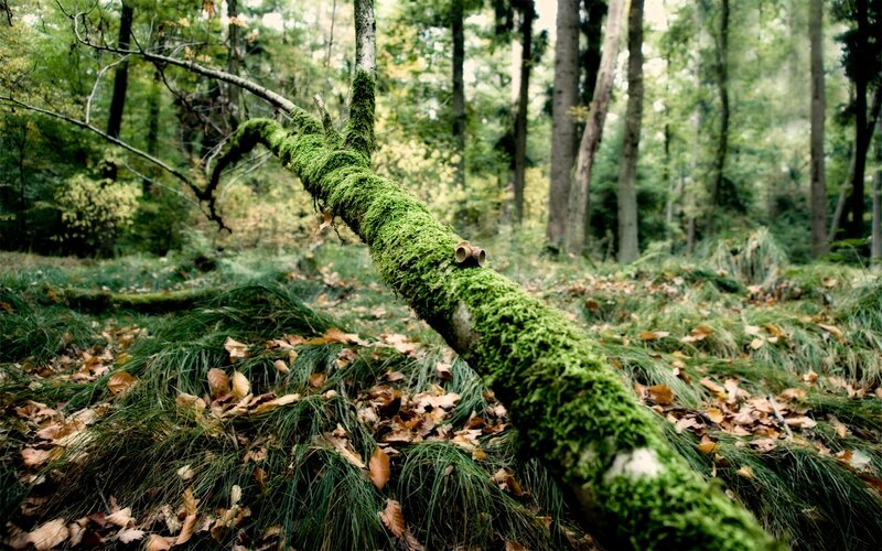 Moss-covered Fallen Tree — Green, Serene, Autumn, Photograph, Forest