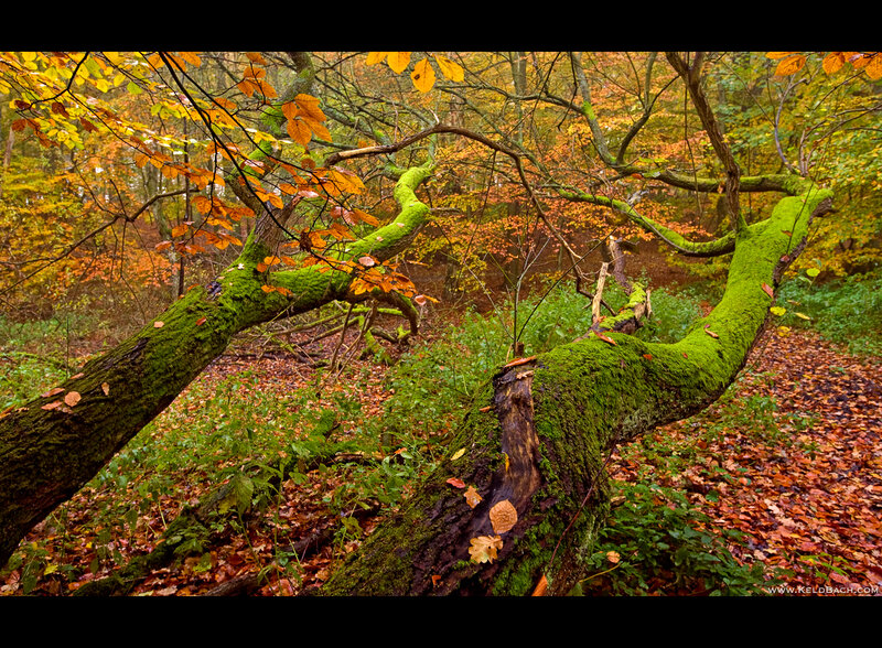 Moss-covered Fallen Tree — Green, Serene, Autumn
