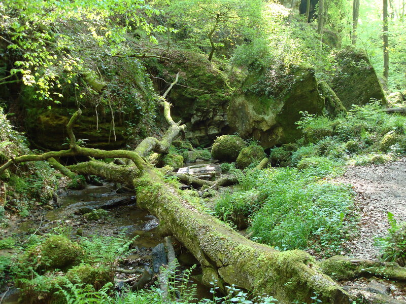 Moss-covered Fallen Tree — Green