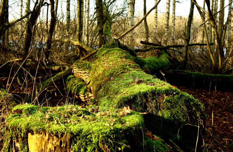 Moss-covered Fallen Tree