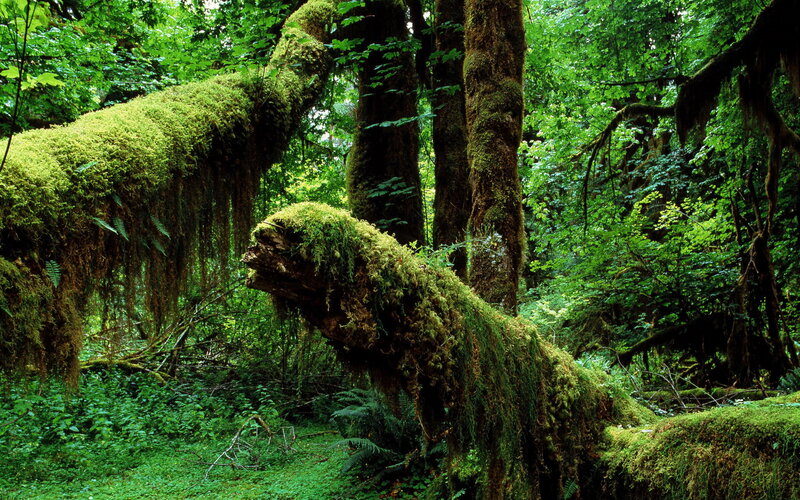 Moss-covered Fallen Trees