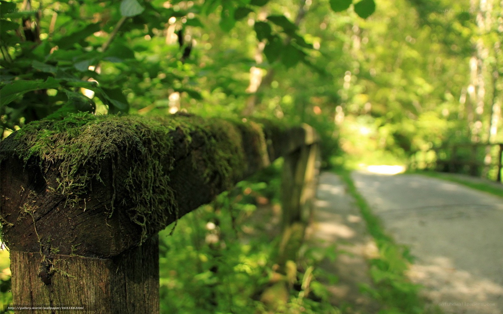 Moss-covered fence in forest