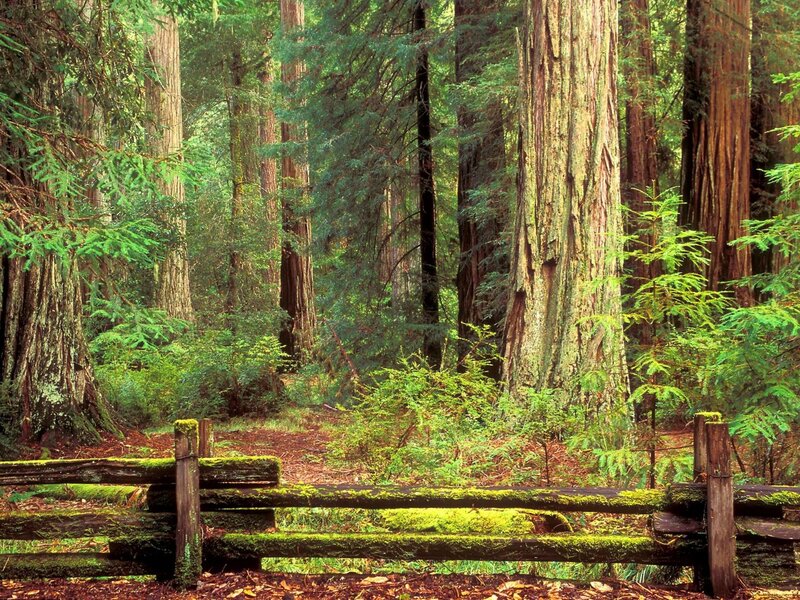 Moss-covered fence in redwood forest