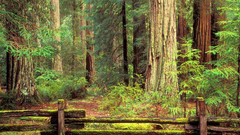 Moss-covered fence in redwood forest