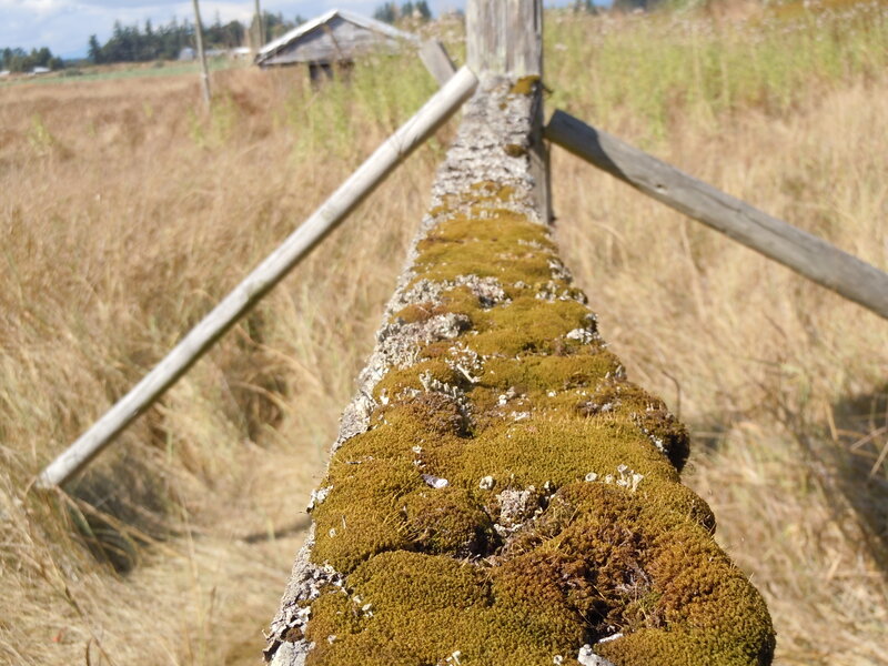 Moss-covered Fence Rail
