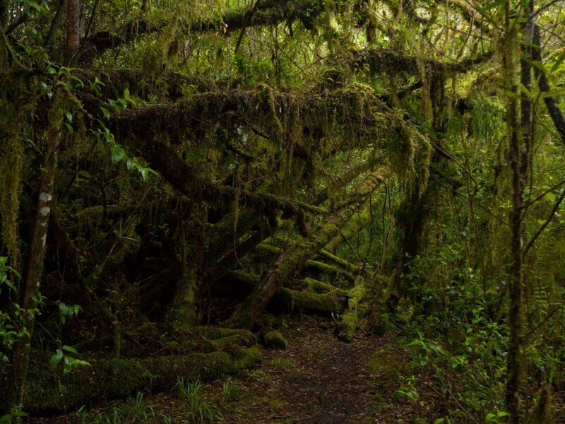 Moss-covered Forest Arch