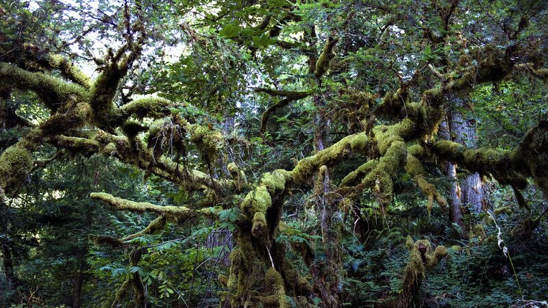 Moss-covered forest branches