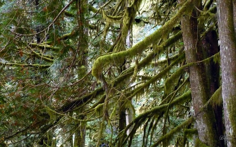 Moss-covered Forest Branches — Green