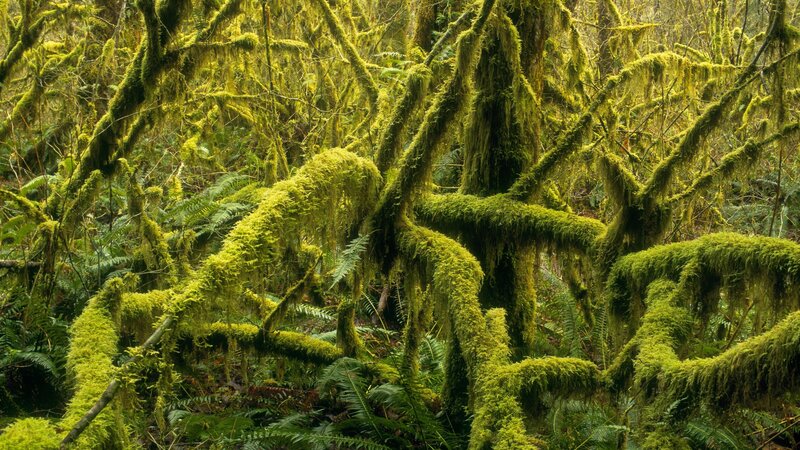 Moss-covered forest branches