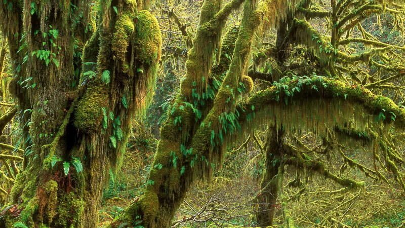 moss-covered forest canopy