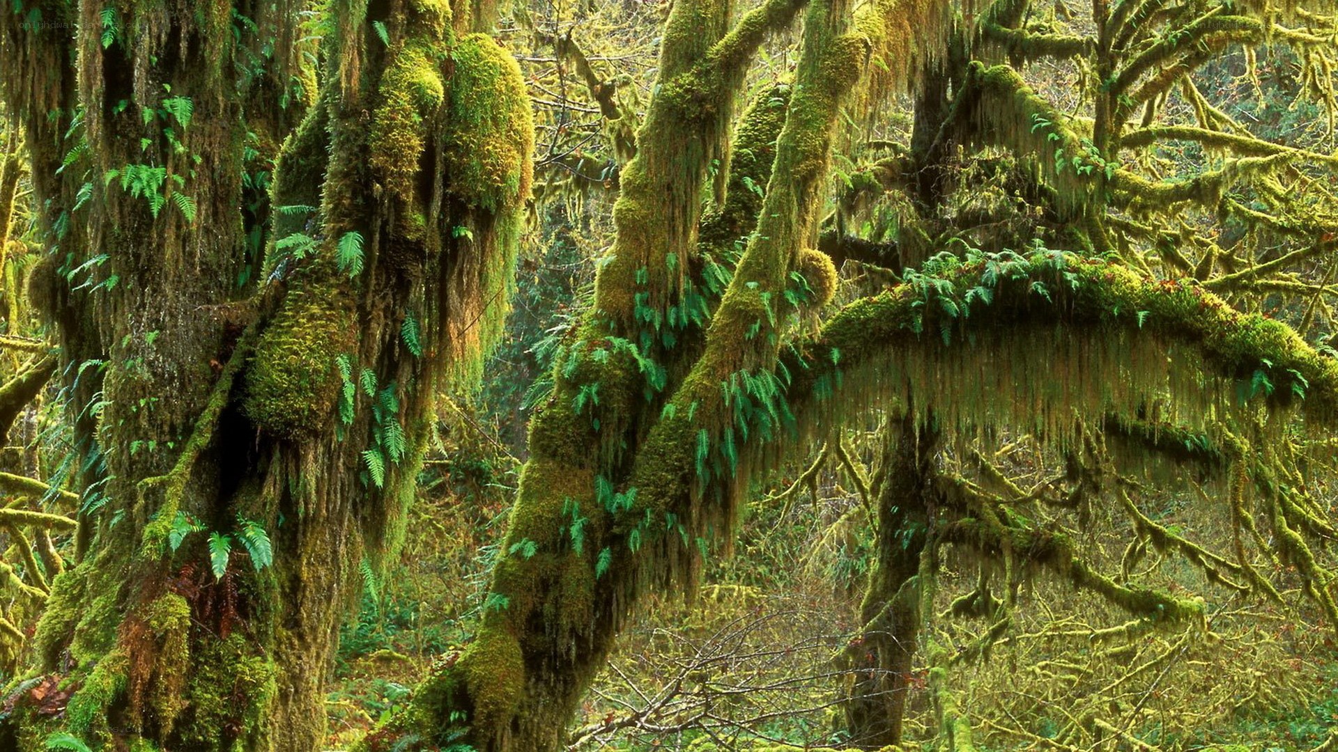 moss-covered forest canopy