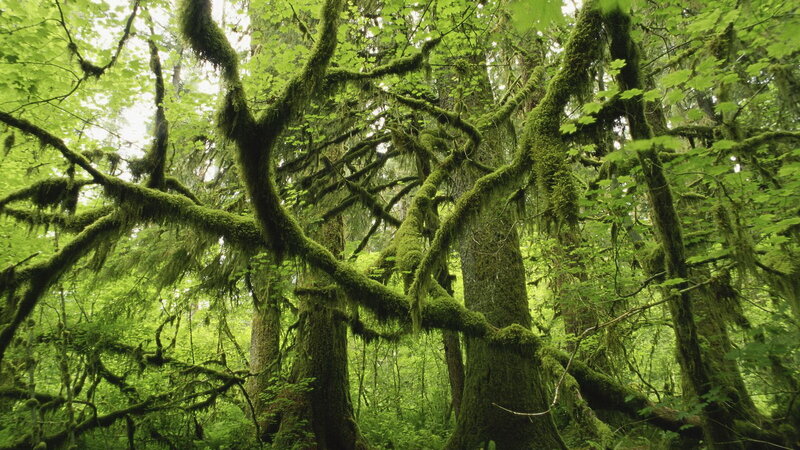 Moss-covered forest canopy