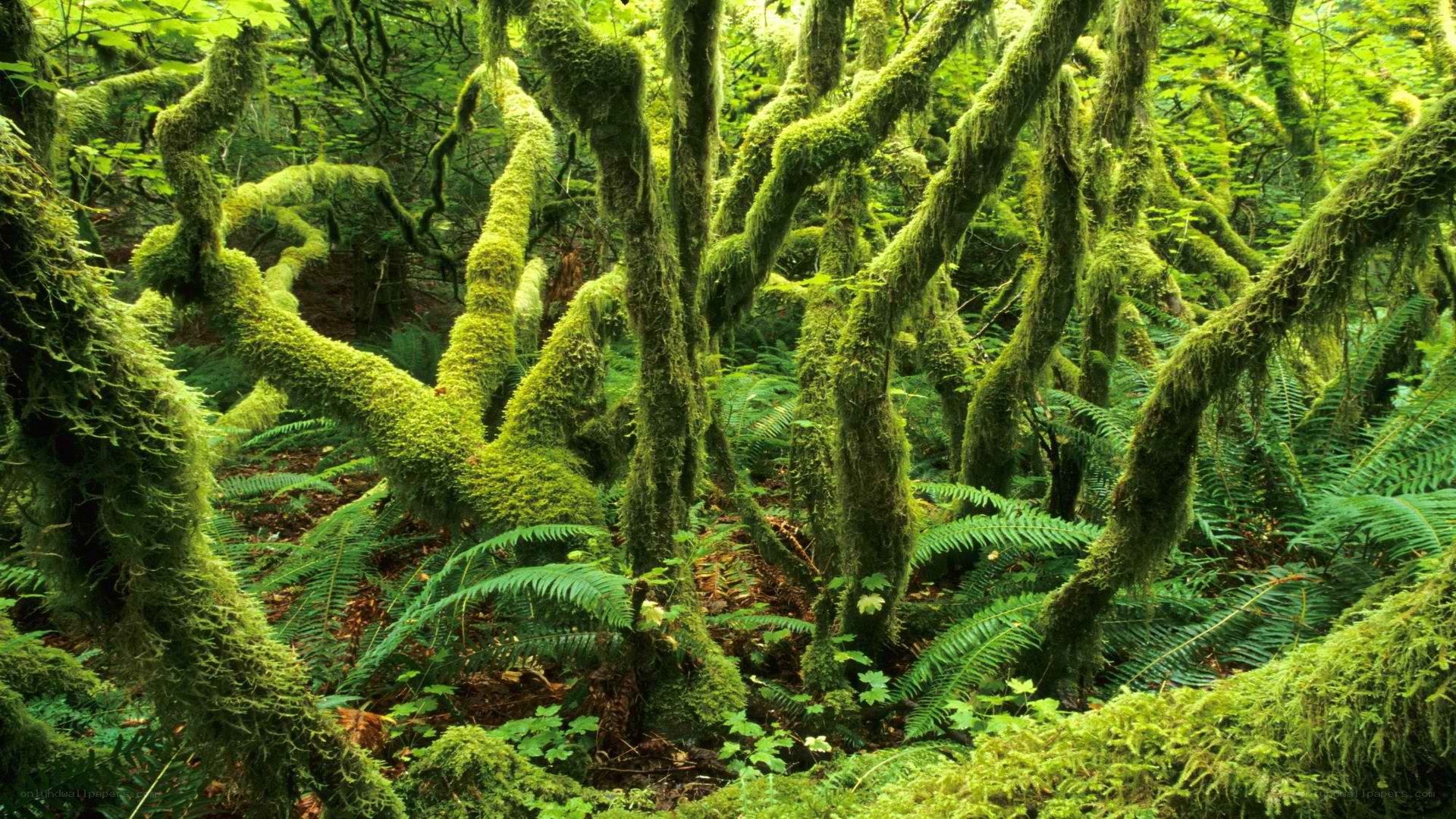 moss-covered forest canopy