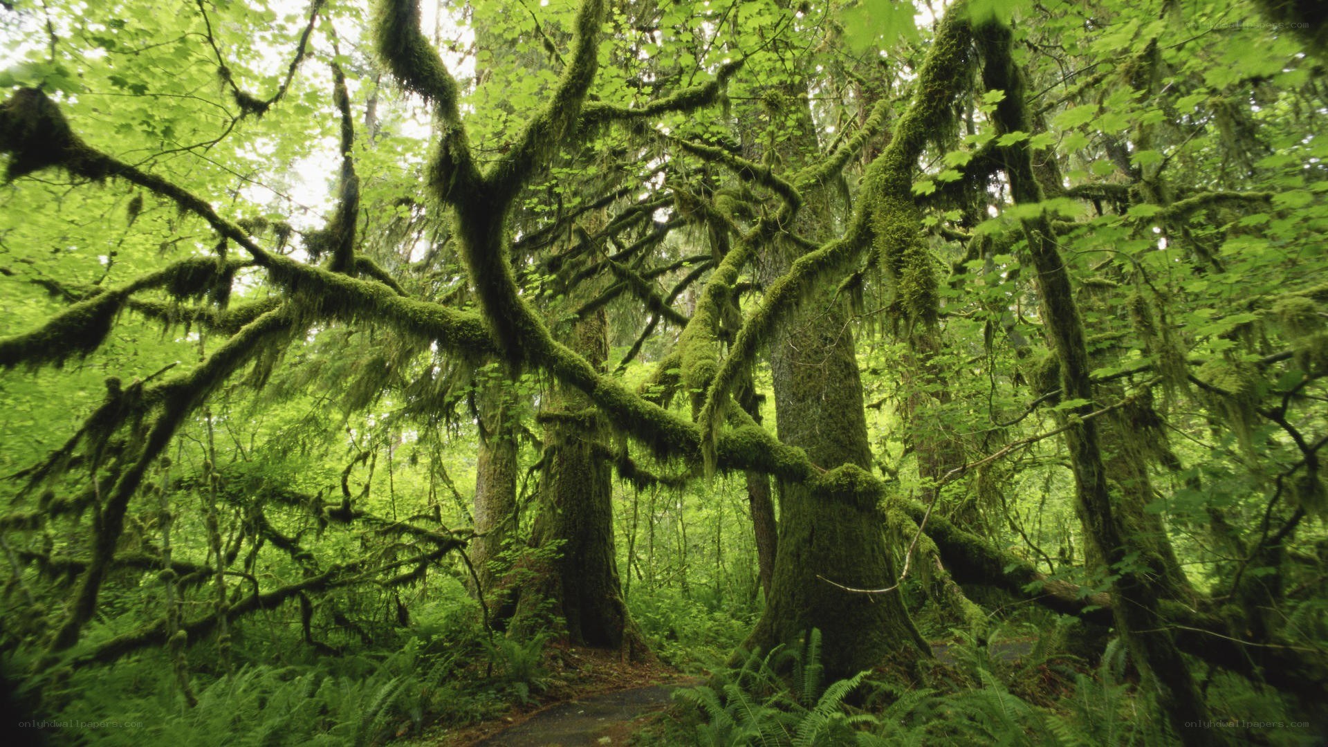 Moss-covered forest canopy
