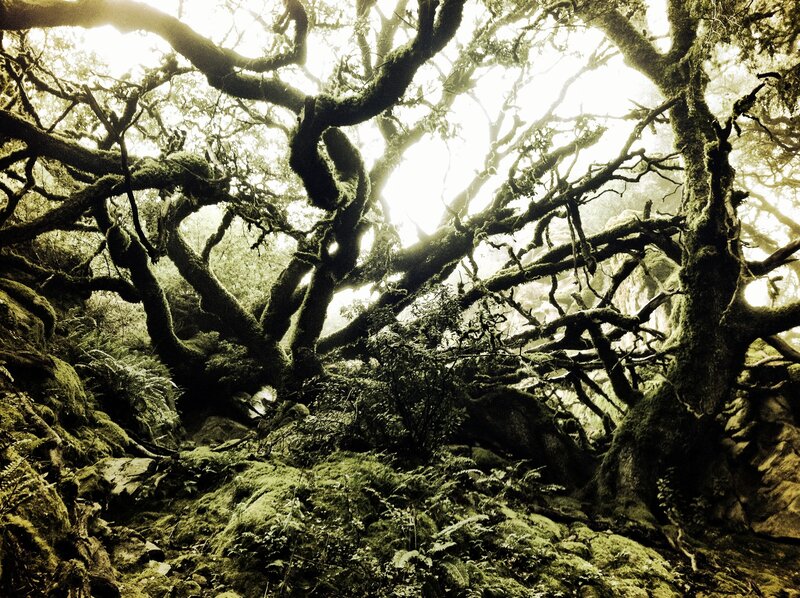 Moss-covered forest canopy