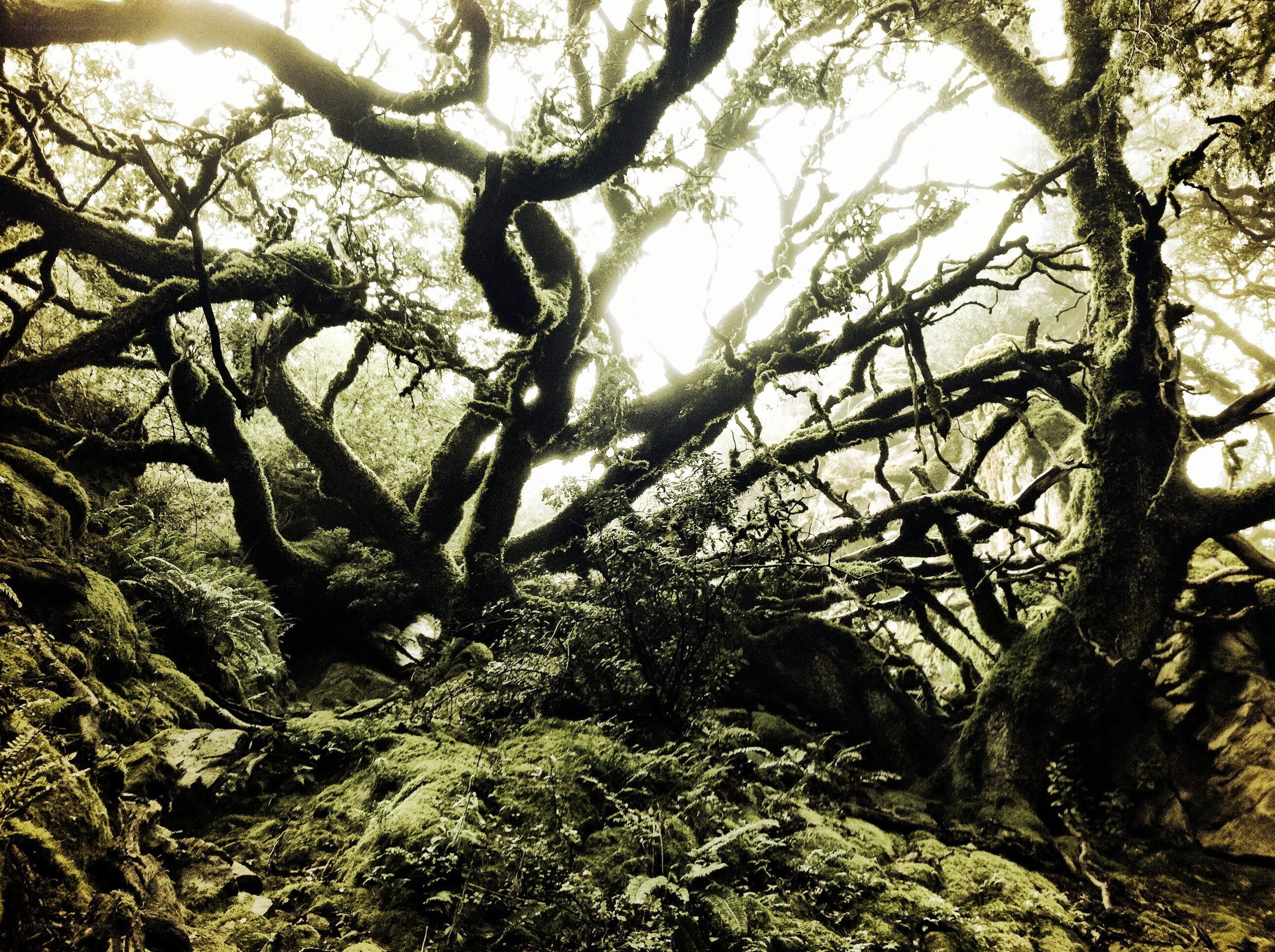 Moss-covered forest canopy