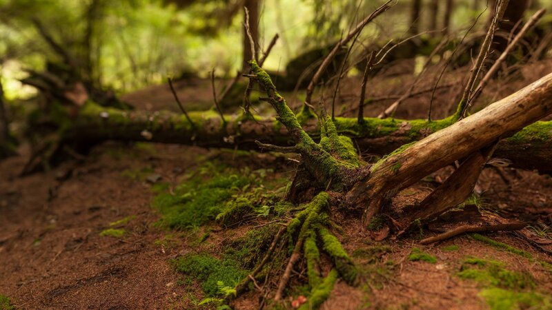 moss-covered forest debris