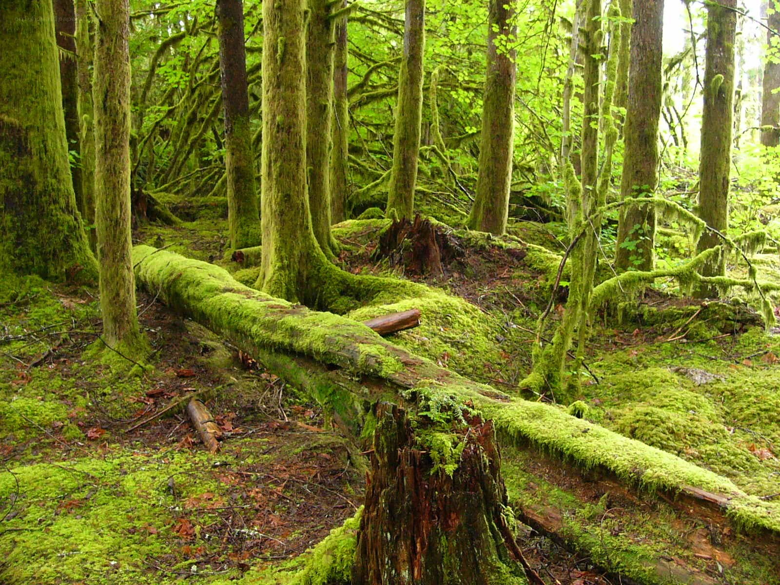 moss-covered forest floor