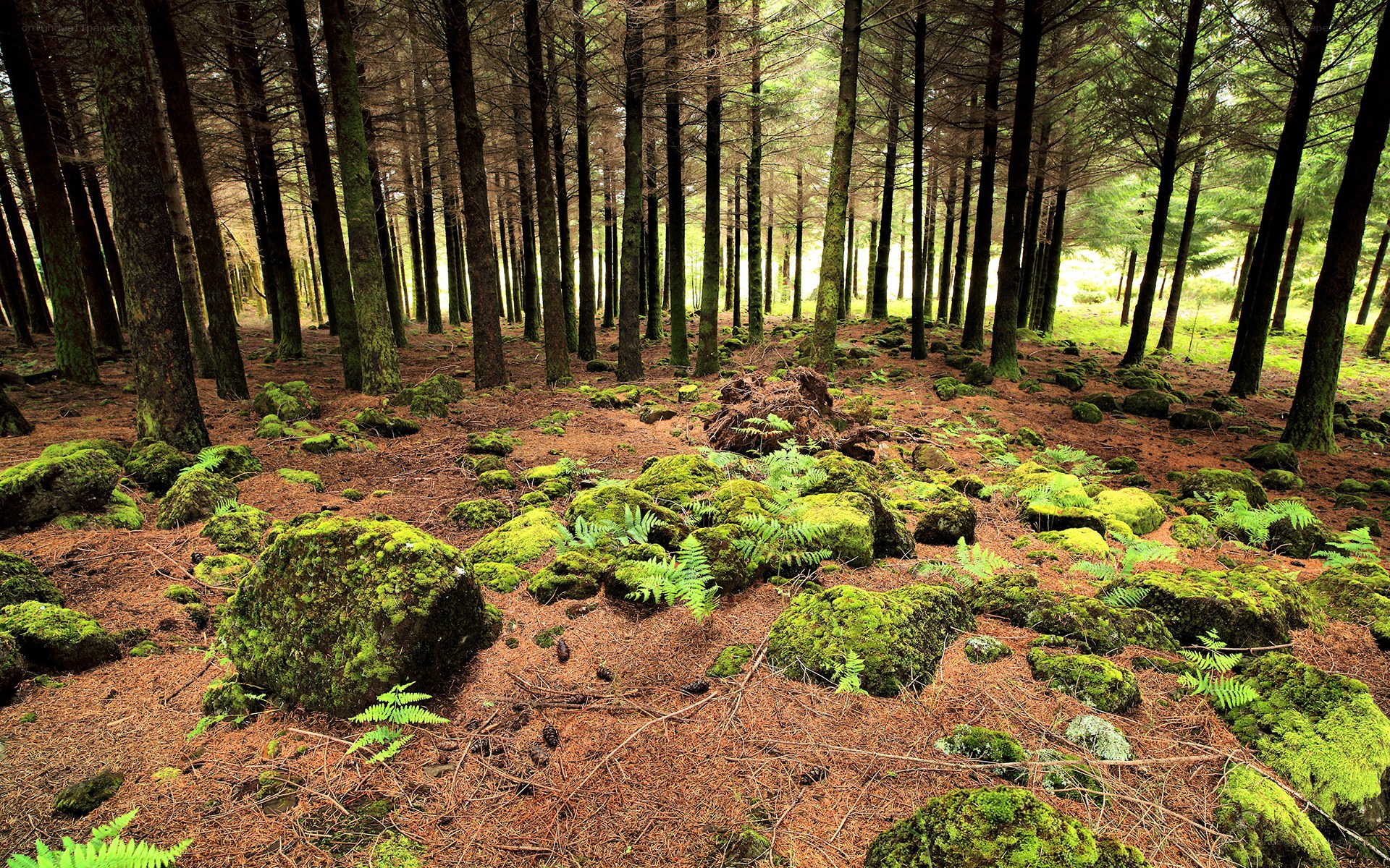 Moss-covered forest floor