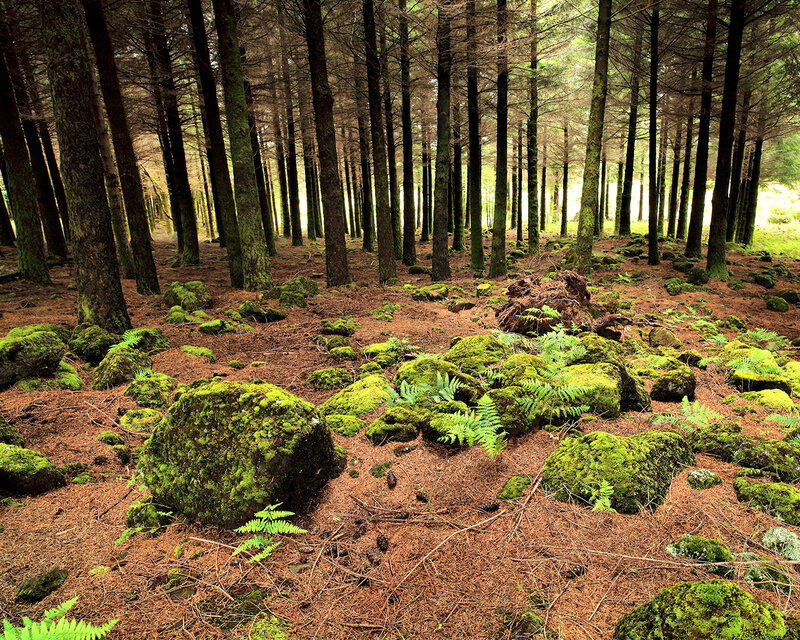 Moss-covered forest floor