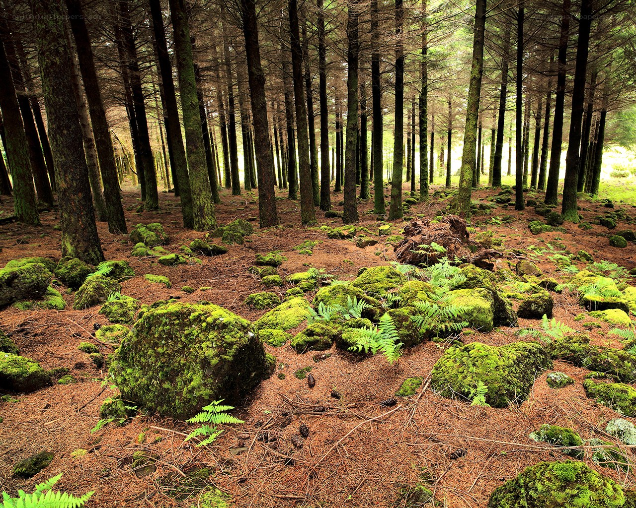 Moss-covered forest floor